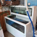 힘센 민물장어 이미지