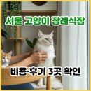 을-050 | 서울 고양이 장례식장 고양이 화장 비용과 후기 3곳 확인