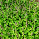 홀리허브 이미지