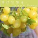 셋씨앗