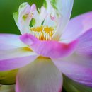 남북통일 이미지