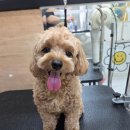 댕곤댕곤 이미지