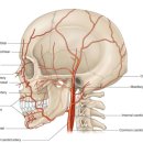안아픈세상의원 | 주사 피부염 치료 시작하기 전에 반드시 알아야 할 것들— 서울안아픈세상의원 치료 방향 안내서