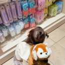 에버랜드 정문주차장 | 에버랜드 후기] 29개월 아기와 추석 연휴 (추석 전날 에버랜드 | 사파리월드, 정문 주차장(유료) 후기