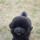 마이미미 반려견미용실 이미지