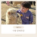 행복한목장 | 가평 양떼목장 동물 먹이주기 체험 아이와 주말나들이 후기