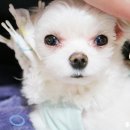 철수파마