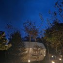 파인빌펜션 | 가평글램핑 조용하고 프라이빗한 가을여행 파인포레스트 글램핑 후기