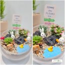 반려식물 다육이 관리법과 테라리움 원예 | 유치원.학교 원예체험활동 어린이 청소년 단체수업 원예체험활동 원예키트배송