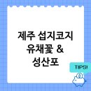 제주 섭지코지 유채꽃 인생샷 명소와 성산포 자연산 회센터 내돈내산 후기