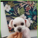 블랑드펫 | 녹번동애견미용 맞춤형 애견 미용 &#39;블랑드펫&#39;의 끊임없는 배려와 전문성