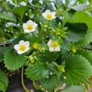 봄이네 농장 이미지