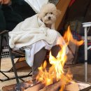 미산애견 이미지