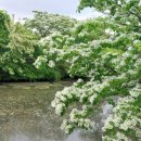 밀양아리랑시장 이미지