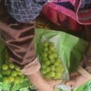 손가네농장 이미지