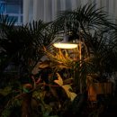 디에스이 이미지