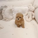 토이주니
