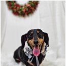 메리몰펫샵 | 부산 사직동 강아지 맞춤 미용, 메리몰펫샵 후기