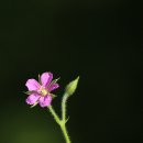 시골나들이 이미지