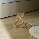 굿닥터동물병원 | [경남/진주] 수컷 고양이 중성화 수술 시기, 비용, 후기