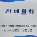 자매물회
