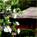 사과꽃향기 이미지