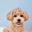 봉구애견미용샵 이미지