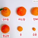 천혜향