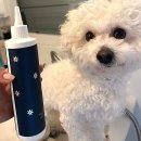 항스퀘어 병원 | [강아지 샴푸] 강아지 향기 좋은 샴푸 FLUFF 플러프 샴푸 사용 후기