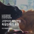 머리미드미