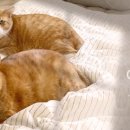 고양이미용사 임서영 이미지