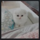 포인사이트 이미지