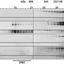 Re:Re:Limited activation of the intrinsic apoptotic pathway plays a main role in amyloid-β-induced apoptosis without eliciting the activation of the 이미지