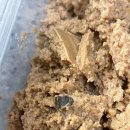 로얄독 | 로얄캐닌 독 가스트로인테스티널 캔 후기 (이물질 이슈)