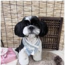 엔젤라독 이미지