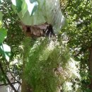 박쥐란(양치식물)과 호주 특산식물들,아리안톰(양치식물) 이미지