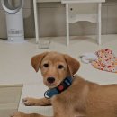 아기강아지 이미지