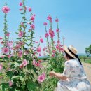 경주 6월 - 경주첨성대접시꽃