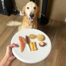 펫브로(Pet Bro) 이미지