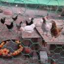 바보농장 이미지