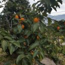 박용주농장 이미지