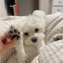 윌리하니 그루밍 이미지