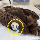 전남야생동물관리센터 이미지