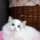 랙돌캐터리 이미지