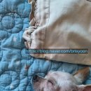 브리스윤서 이미지