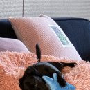 레벨업피씨카페 이미지