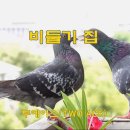 비둘기집 이미지