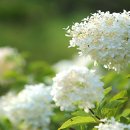 수타사토산품 | ■ 가을여행 11사단펜션 야수교펜션 다락방펜션 ■