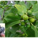 무화과나무 이미지