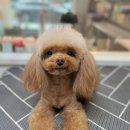 까까몽 애견미용실 이미지